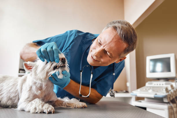 Best Emergency X-Rays and Diagnostics in Bluffton, SC